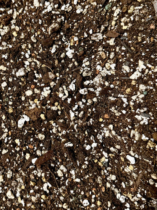 Cactus/Succulent Mix